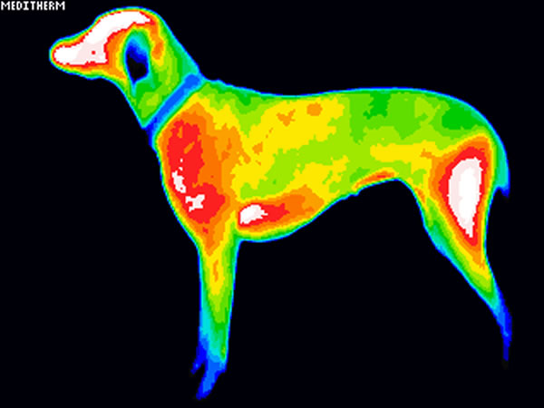 termografía veterinaria